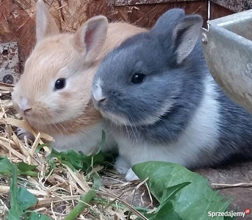 Króliki miniaturki hodowla domowa karzełki baranki lewki teddy