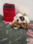 Wyjątkowy*GIZMO*Shihtzu z Brit Life*PL Rodowód Chip