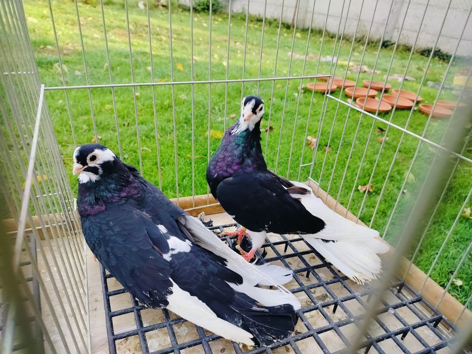 Gołębie zamojskie szkaplerzaki