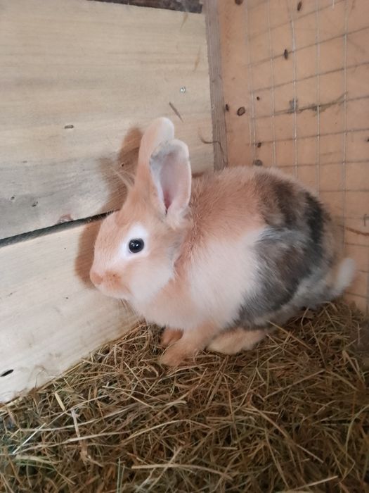 Króliczki miniaturki