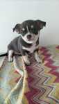 Chihuahua fêmea linda