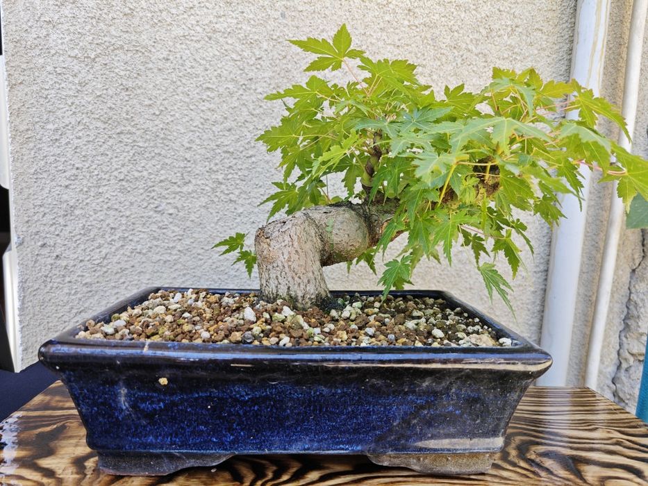 Pré-Bonsai Acer Palmatum Yamamomiji