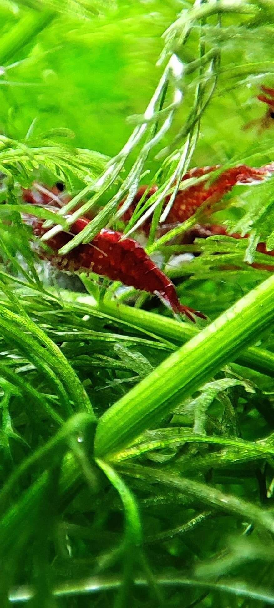 Neocaridina. Camarões para aquário red cherry