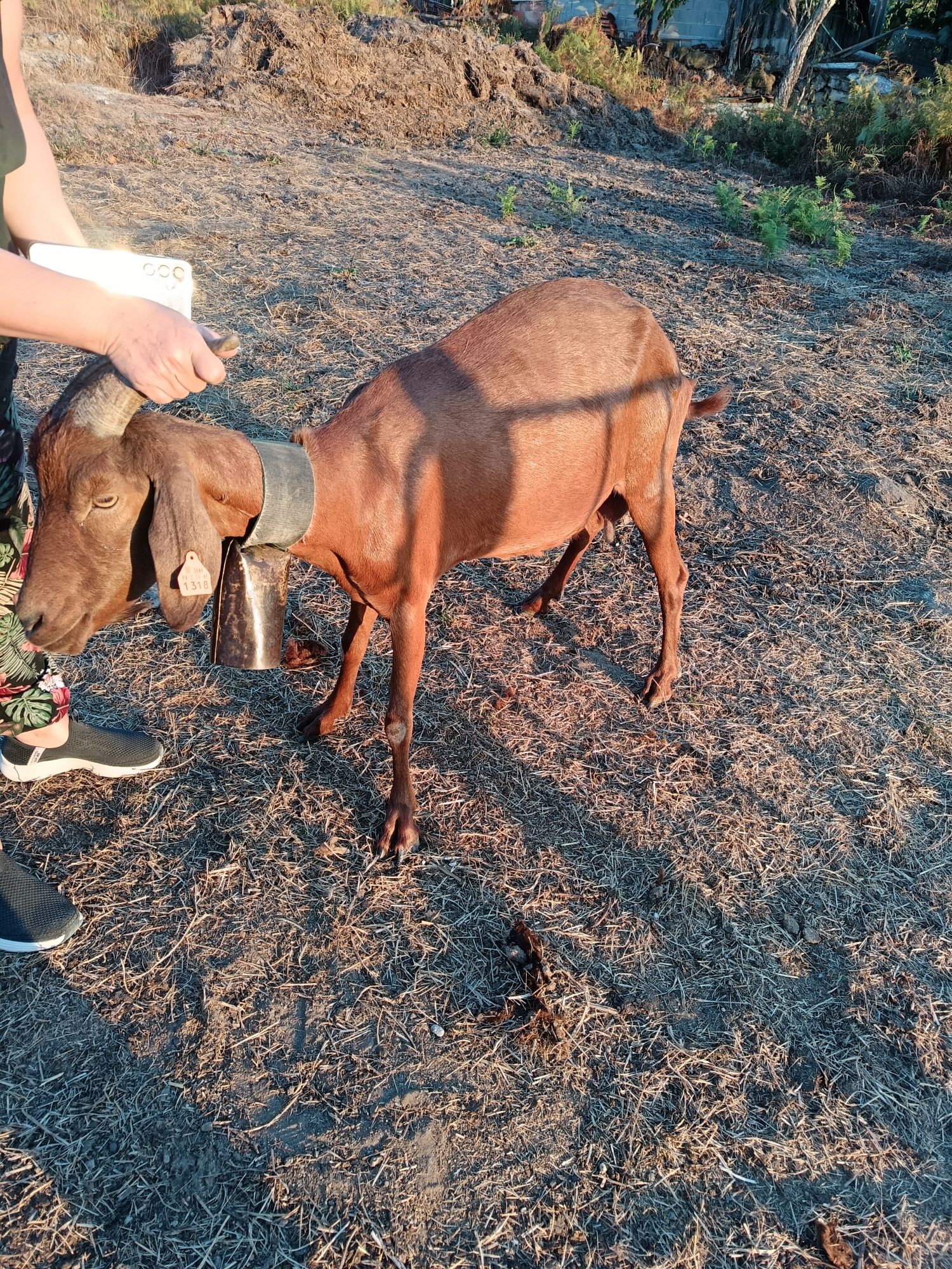 Duas cabras por volta dos 6 anos