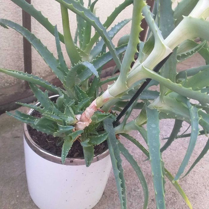 Aloes roślina zielona w doniczce