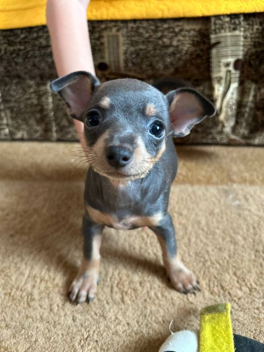 Продам породистих собачок.