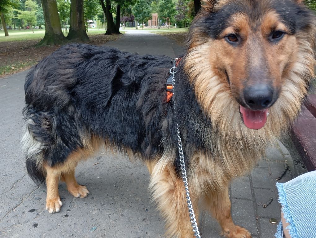Piesek do adopcji