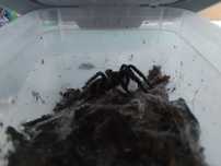Dorosła Tapinauchenius polybotes L7