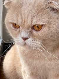 Веслоухий шотладский кот вязка