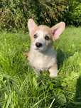Szczeniak Welsh Corgi Pembroke