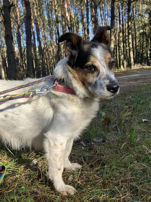 Uśmiechnięty Morus - kandydat na Twojego przyjaciela!