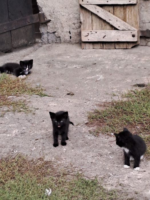 Oddam małe kocięta