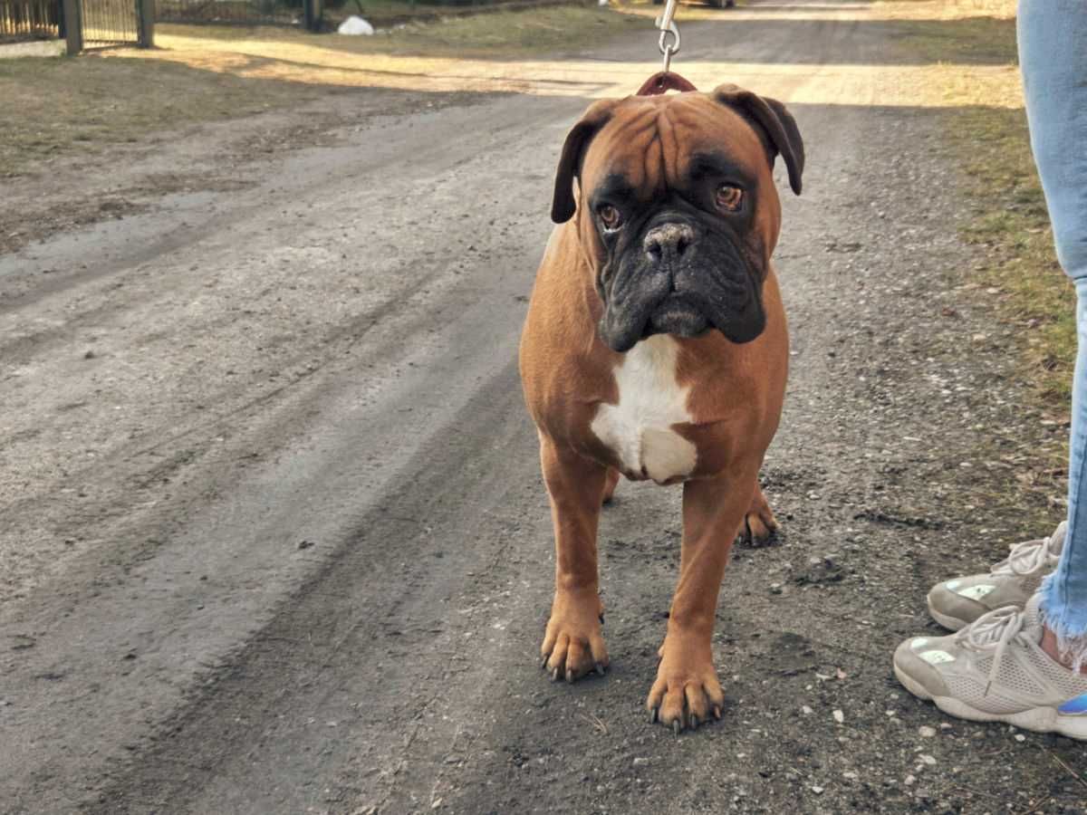 Wspaniały pies bokser Ares szuka dobrego domu ADOPCJA
