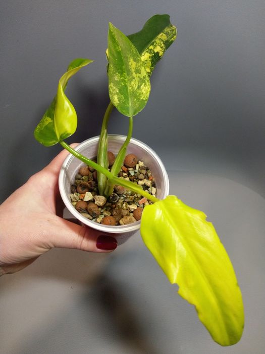 Philodendron Domesticum Variegata
