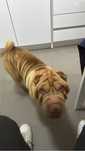 Gucci - SharPei (3 anos) - raça pura