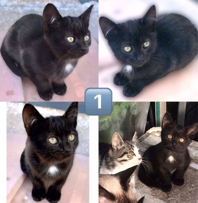 Котики в добрі руки