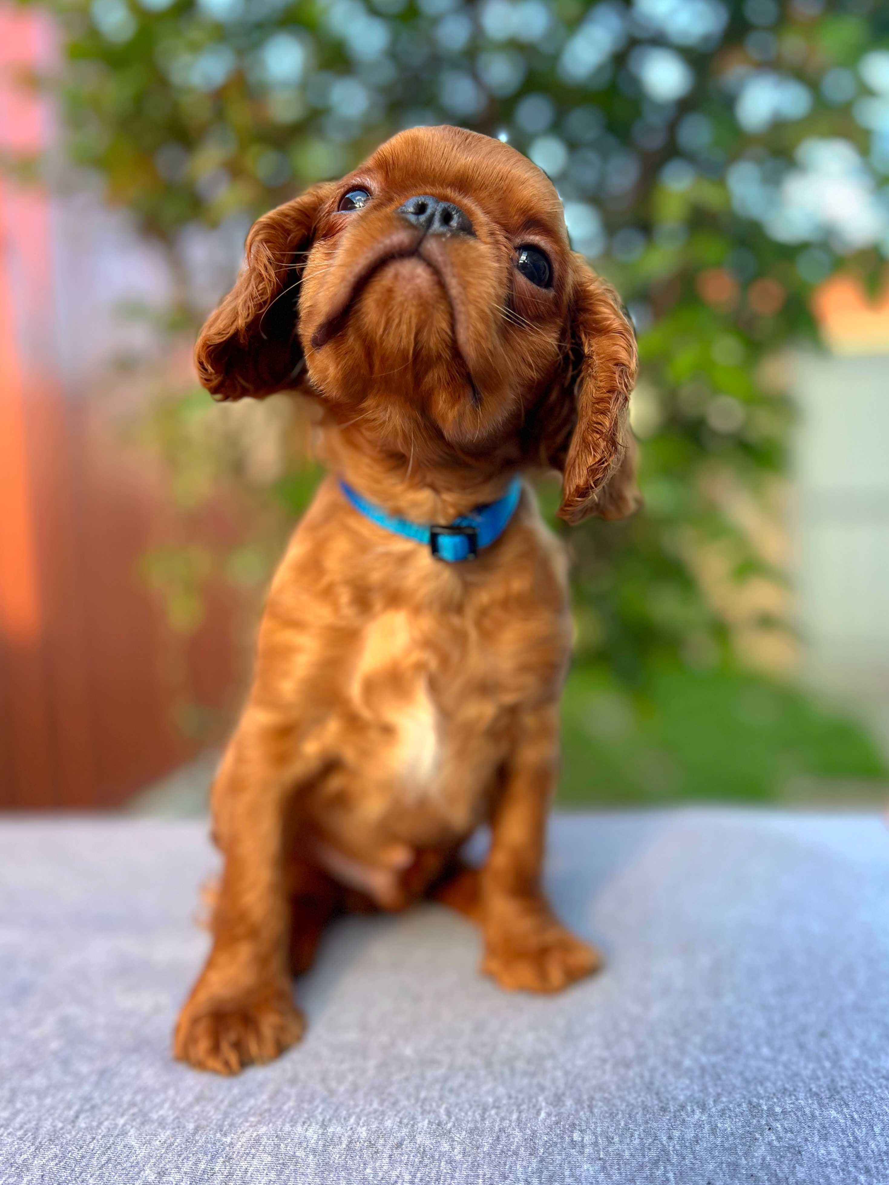 King Charles Spaniel