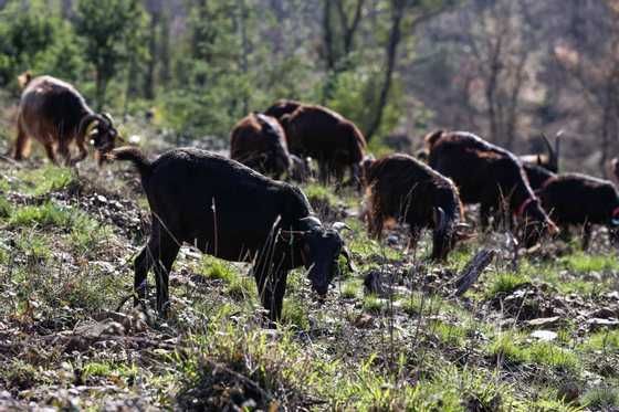 troco cabras por ovelhas!!!