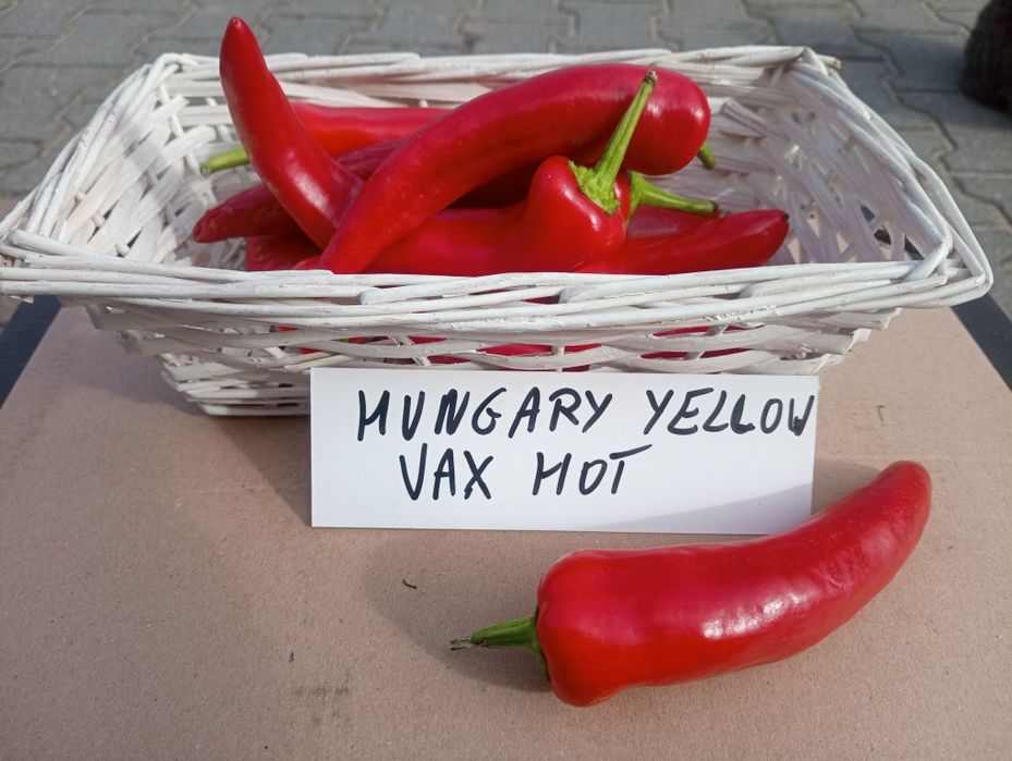 Hungary yellow vax hot ostra papryka 5kg