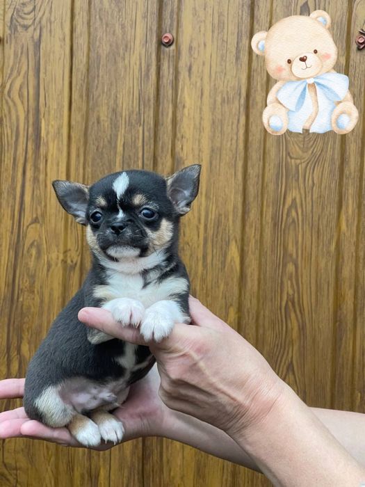 Карманный охранник! Злой мальчик чихуахуа