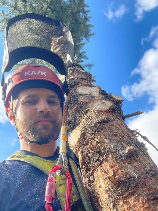 Wycinka drzew, arborysta, usługi rębakiem w Zgorzelcu i okolicach