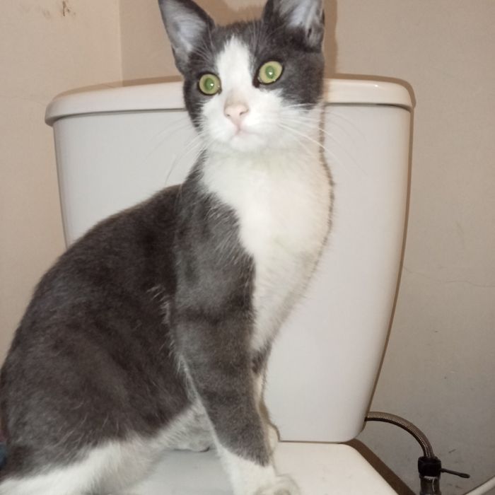 Отдам кота в хорошие руки