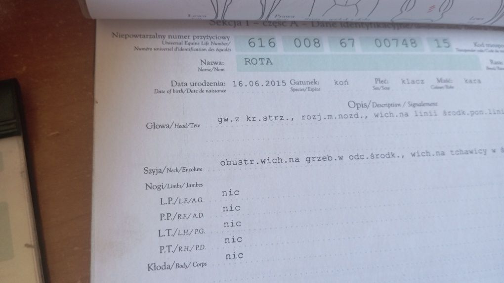 Zazrebiona klacz Śląska, pełen rodowód