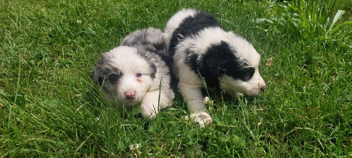 Border Collie szczeniak