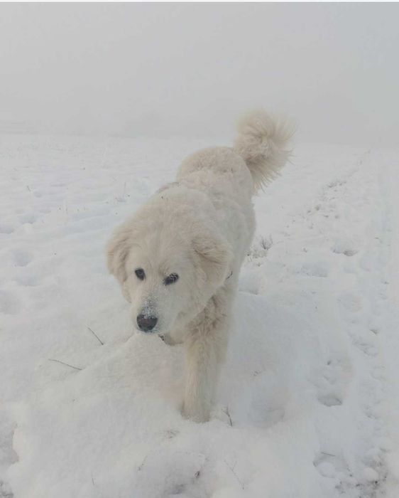 Owczarek podhalański x labrador - szczeniaczki gotowe na grudzień