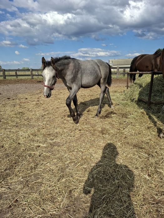 Sprzedam ogierka odsadka rasy sp