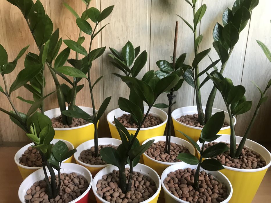 Кімнатні рослини Заміокулькас (8 шт.)