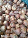 Tulipan cebulki Strong gold