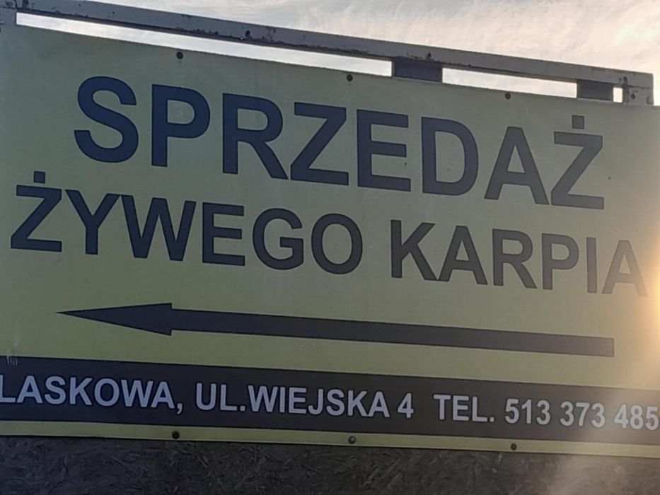 Sprzedaż ryb z własnej hodowli
