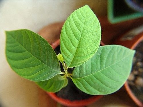 Planta anona em vaso