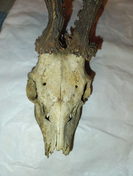 bardzo ciekawe poroże kozła sarny