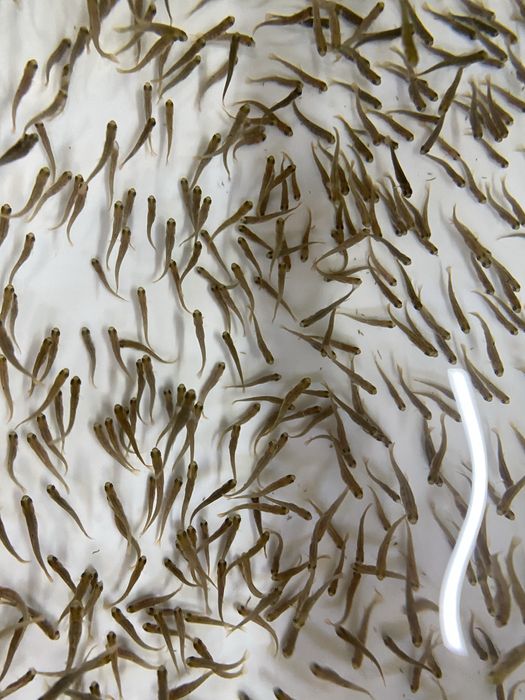 Продається мальок райдужної форелі форель зарибок