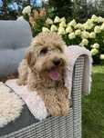 Piesek cavapoo do odbioru