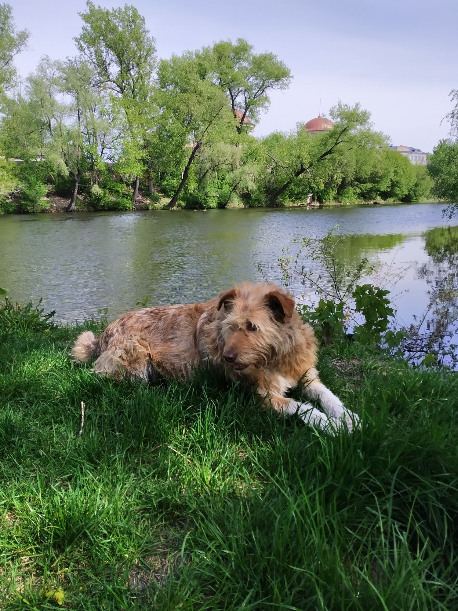 Собачки шукають дорбі руки. Тільки місто Суми.