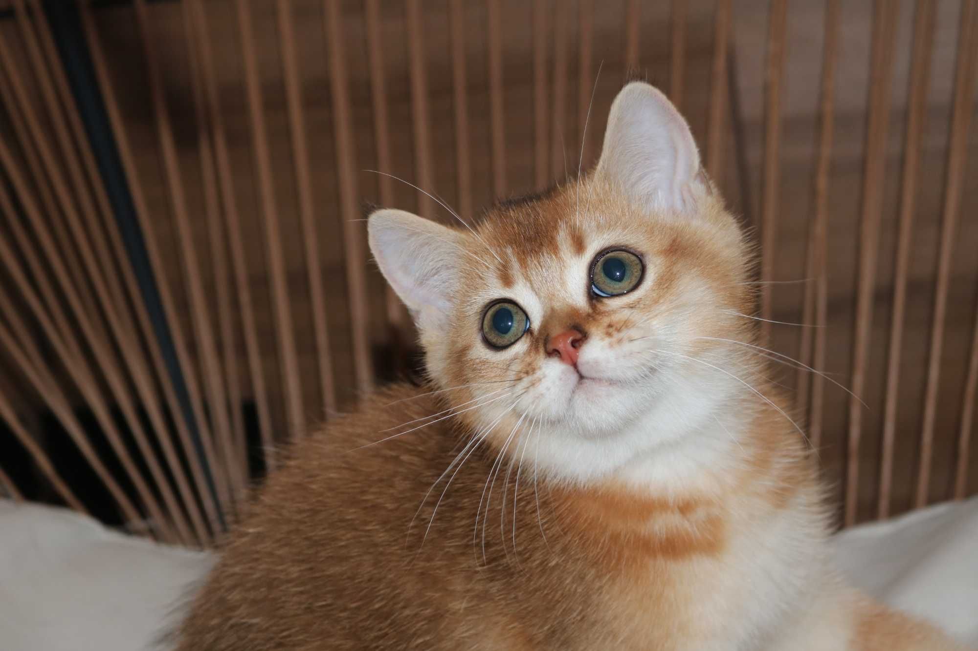 gatinho scottish straight golden