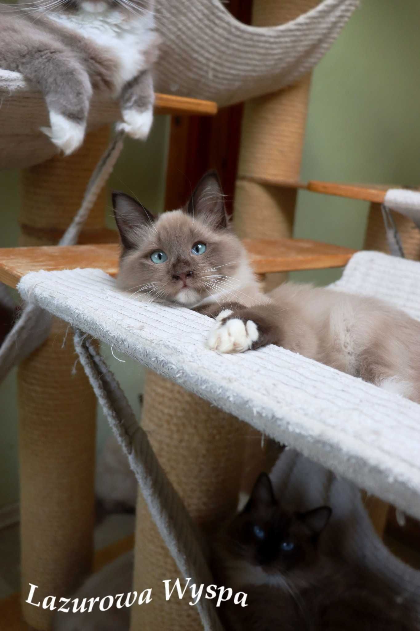 Erotyka Ragdoll mink z Lazurowej Wyspy.