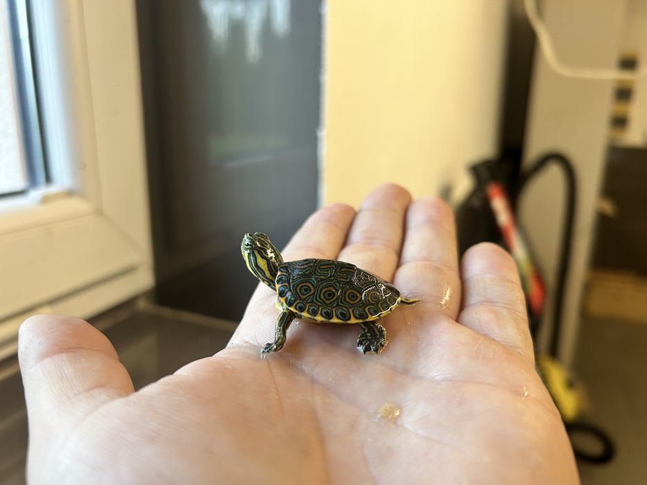 Żółw zolwik hieroglifowy zolw wodno - ladowy - transport cala Polska