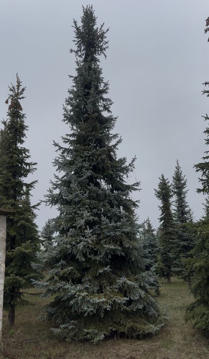 Ель голубая Днепр