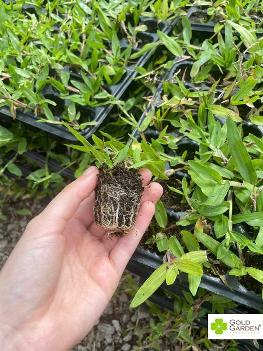 Relva Brasileira a Bom Preço