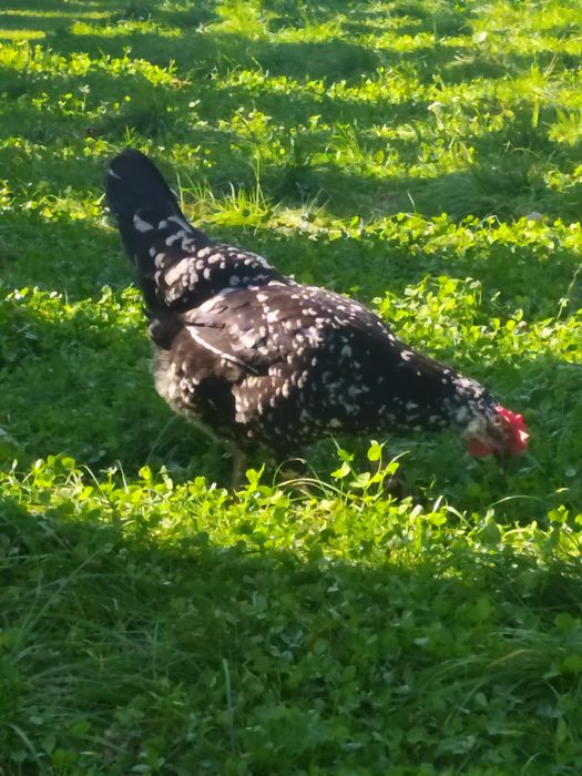 NOWOSC! Jaja  Leghorn Exchequer