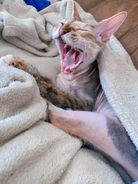 Комбинезон флисовый Lupilu, флиска, поддева. 62-68 р., на 3-6 мес.