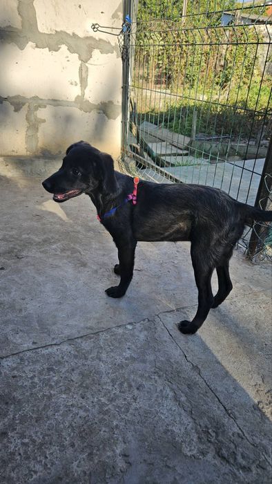 Дівчинка, метис спаніелю.шукає родину