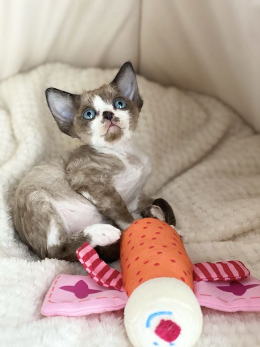Melody Calvados*PL  cudna dziewczynka Devon Rex