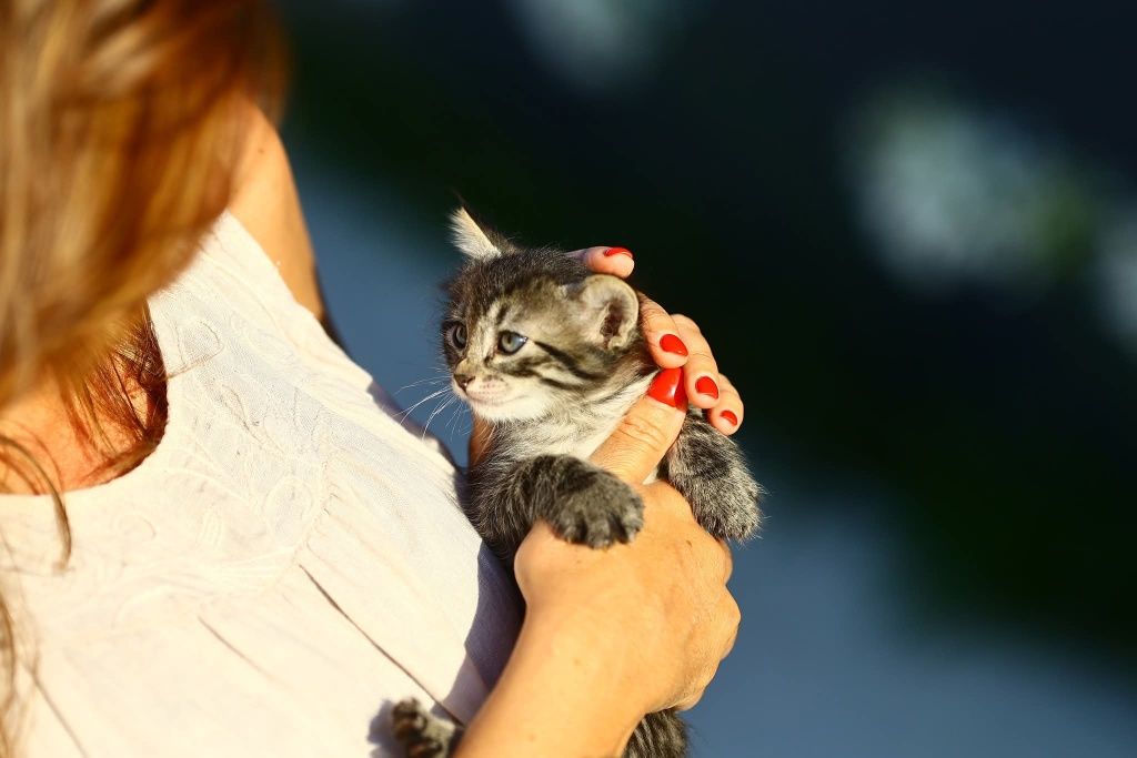 Gatinhos para adopção