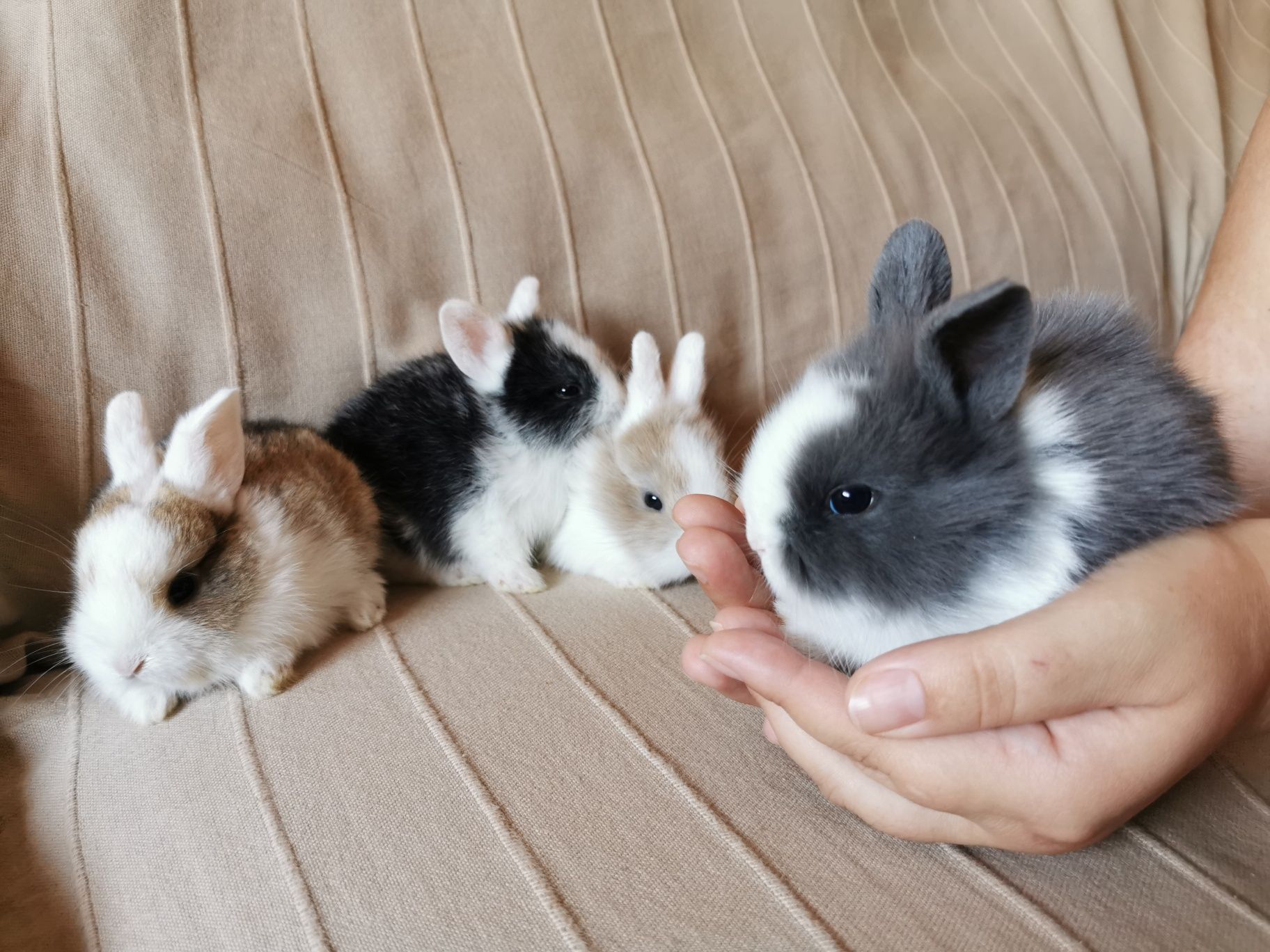 KIT Coelhos anões angorá e holandês mini muito fofos