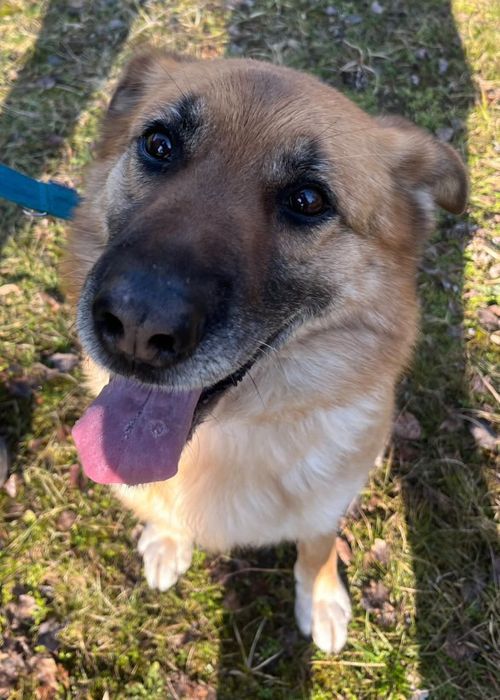 Atena piekna owczarkowata sunia do adopcji